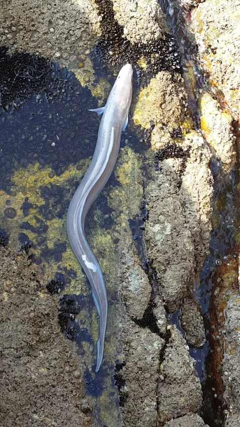 Poisson posé sur les rochers du bord de mer